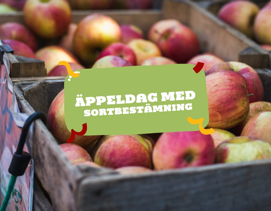 Röda och gröna äpplen i trälådor med texten ”Äppeldag med sortbestämning”